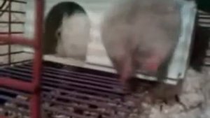 Хомяк обжора! Говорила же Я тебе Соблюдай Диету!