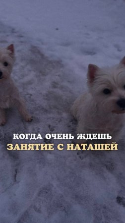 Тест, который займет у вас 5 минут ⤵️
«Воспринимает ли ваша собака команды?»
Ссылка в описании🖇️