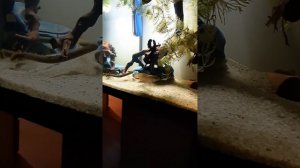 змееголов андрао