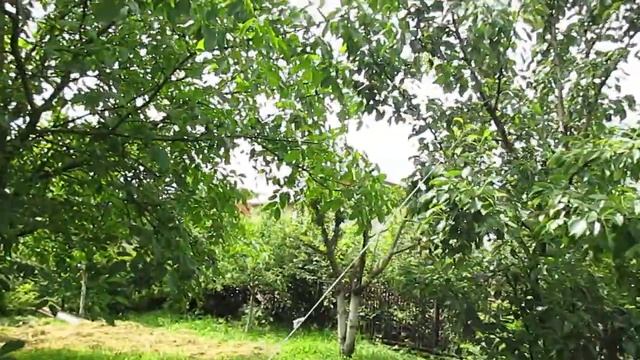 синички Новонароджені пташенята синички в газовій коробці