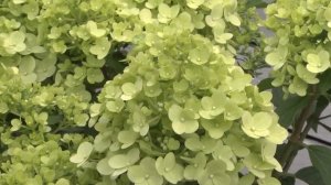 Новинки гортензий сезона 2023-2024 серии ПАН в Садовом центре Веры Глуховой