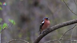 Зяблик | Рюмление | Голоса птиц | Звуки весеннего леса