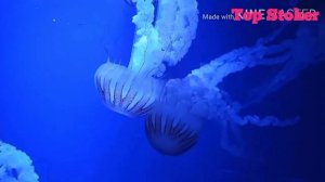 Медуза#медузы