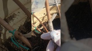 результаты прививки и укоренения.работа клонекс гель.часть 2