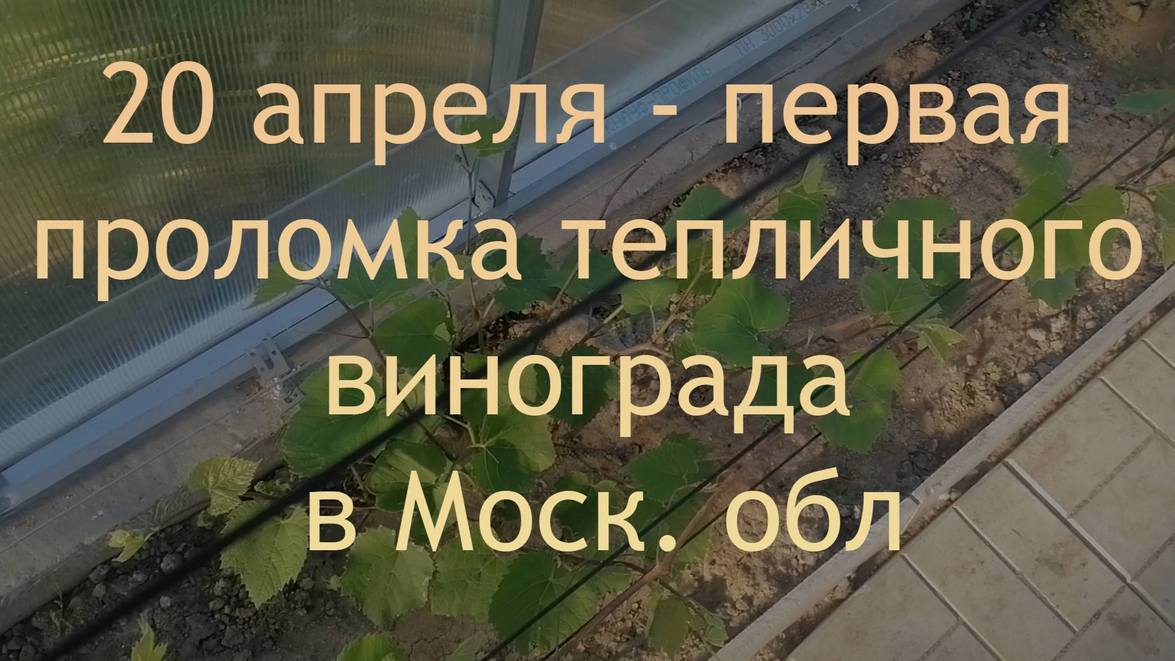 Первая проломка винограда в теплице. Разница между проломкой в теплице и в открытом грунте. смотреть онлайн