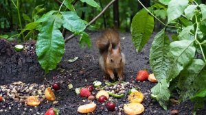 Пока белочка кушает, голуби не теряются #squirrel #animals