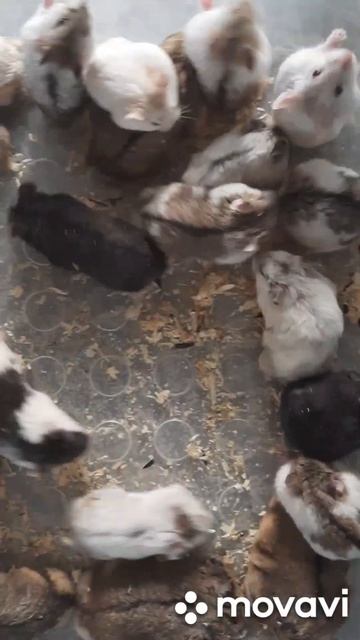 Хомяки #pets #купитьхомяка #животные #хомяк #грызуны #москва #ручнойхомяк #питомецдляребенка #love