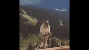 Как орет сурок. Супер прикол. 😜