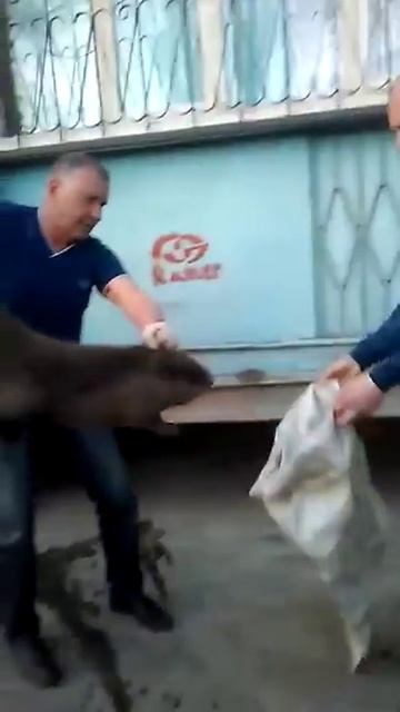 В спальный район Бузулука забрел бобер. Видео