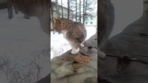 Кормлю котов😼❄️🌨️