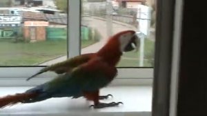 ара зеленокрылый