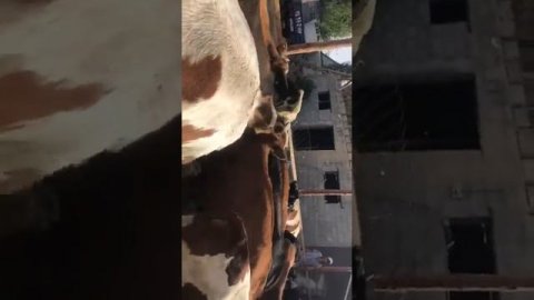 Тёлочки Россия порода СЕМЕНТАЛ на продажу!