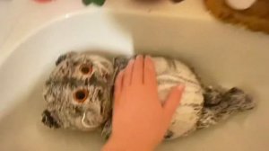 🫧🌊БАСИК МОЕТСЯ🌊🫧 ТУТОРИАЛ КАК МЫТЬ БАСИКА! Басик купается💖