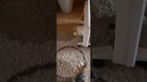 🦆 🐶 🙀