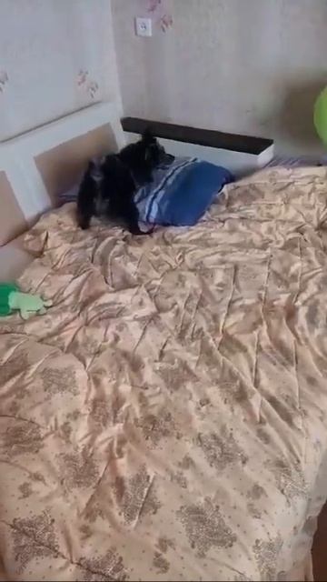 Шпиц прикольно ловит воздушный шар