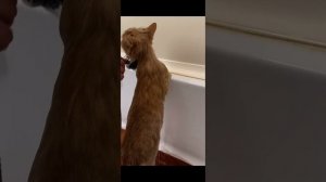 Кошки не похожи на людей)