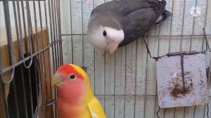 Попугаи Неразлучники