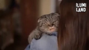 Клип на песню Привет я кот