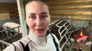 Самый многоплодный опорос в нашем хозяйстве! Долгожданные поросята!
