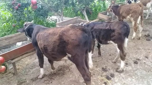 Гибрид букача. Бешарик тумани, симментал моллар.