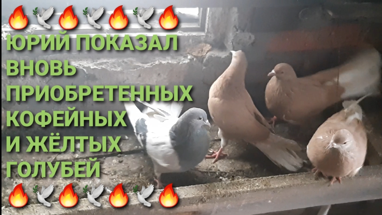 🔥🔥🔥 Юрий пиказал вновь приобретенных кофейных и жёлтых голубей. Мне понравились!