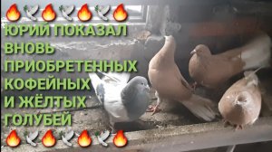 🔥🔥🔥 Юрий пиказал вновь приобретенных кофейных и жёлтых голубей. Мне понравились!