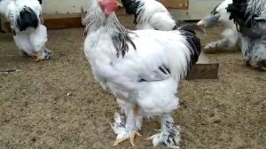 Брама светлая