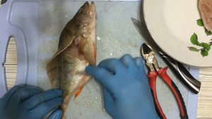 Чучело из рыбы Окунь часть 1