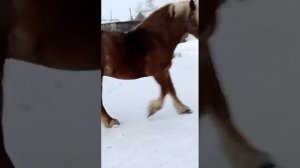 Советский тяжеловоз. 5 лет. На продажу