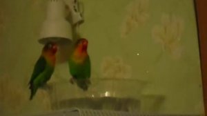 неразлучники купаются