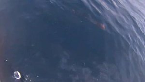 PENN CONFLICT 5000 VS KINGFISH 27+LBS