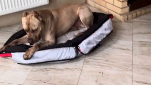 ПИТБУЛЬ МиЛеди ПЕРЕЕХАЛА…СОБАКА ДРУГ ЧЕЛОВЕКА…#grafbalas #dog