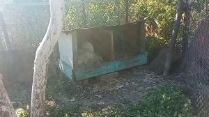 Гусыня вывела гусят, но ещё остались яйца🐥Будет водить или бросит?