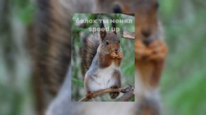 белок ты менял-speed up
