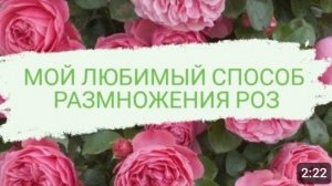 МОЙ ЛЮБИМЫЙ СПОСОБ РАЗМНОЖЕНИЯ РОЗ🌹