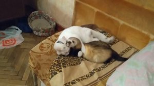 кот Кефирчик зашёл в гости