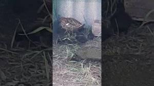 Выводок чубарой подсадной