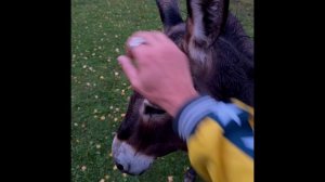 Один день из жизни #влюбленногоосла #осел #лошадь #horse #cavalo #burro #amor 🐎🫏❤️🔥☘️