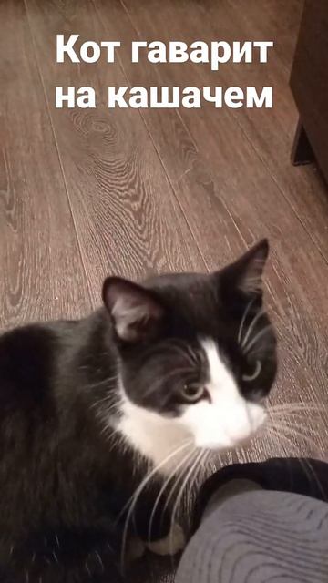 #кот# говорит#мяу#домашнийкот#просит