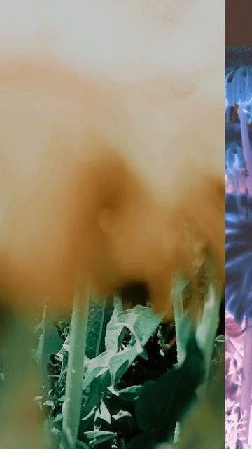 Весна, одуванчики! смотреть онлайн