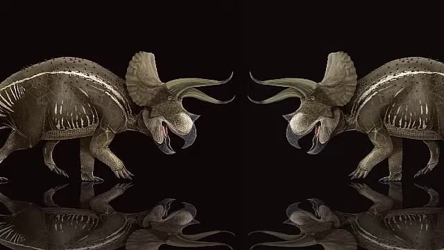 Triceratops the amazing three horned face dinosaur!