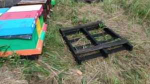 отводки на три рамки через месяц.итоги