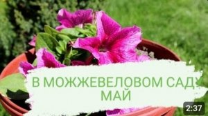 В МОЖЖЕВЕЛОВОМ САДУ МАЙ💐