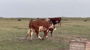 Аулиекольская порода и Каза́хская белоголо́вая поро́да