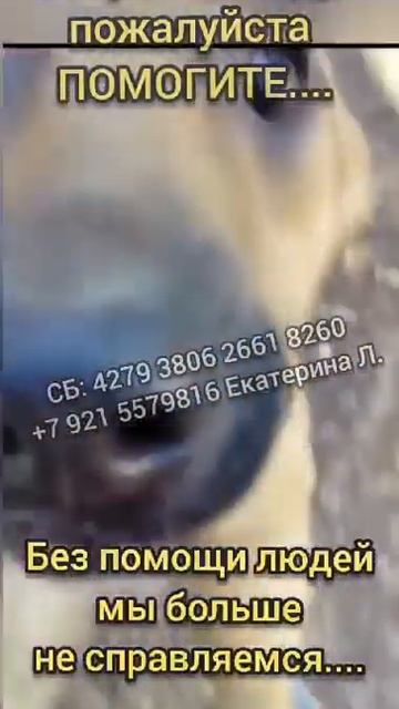 Сбор на корм продолжаeтся!