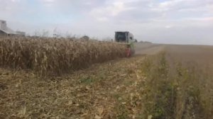Claas Avero corn harvest