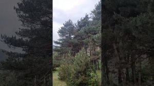 Хрюгский лес
