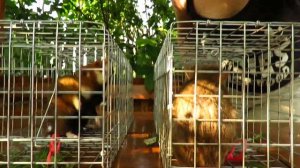 Карбыш гигант и крыса