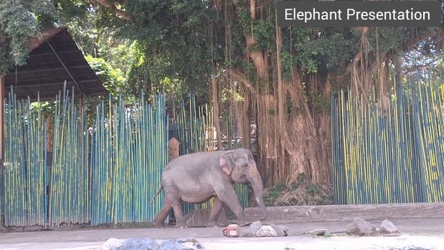 Bali Safari trip: Animal Education, Tiger Presentation, Elephant Presentation and Safari Journey