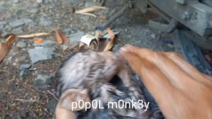 bathe the baby monkey after playing